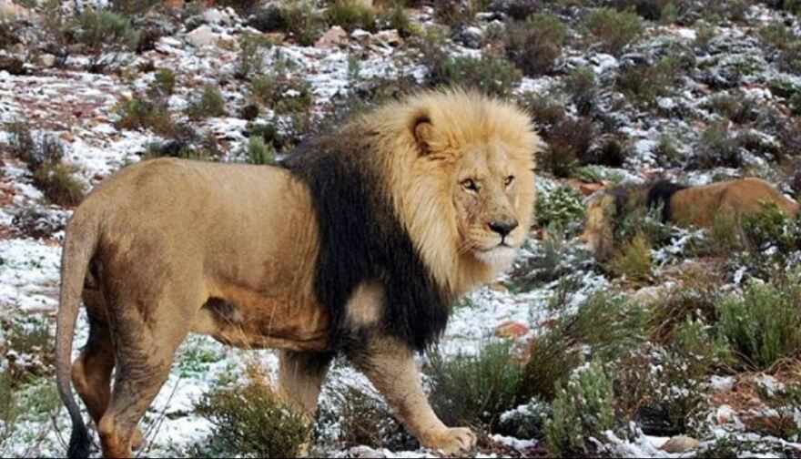 Στα «λευκά»... η Νότια Αφρική: Μοναδικές εικόνες με καμηλοπαρδάλεις, λιοντάρια και ελέφαντες στα χιόνια