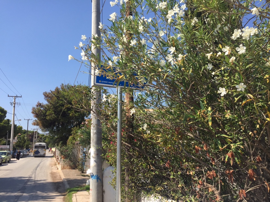 Μάτι: Έβαλαν πινακίδες διαφυγής αφού πρώτα θρηνήσαμε 99 νεκρούς