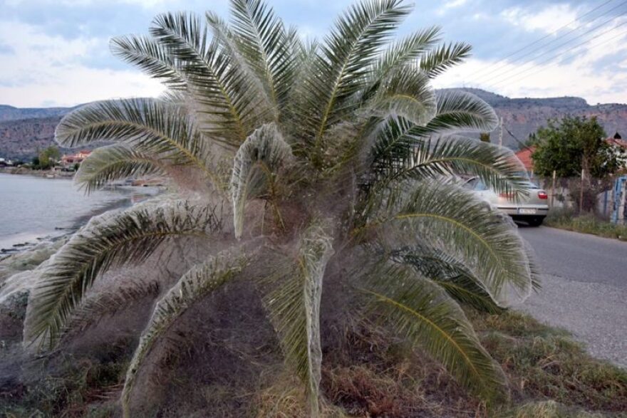 Αιτωλικό: Και τα σπίτια πιάστηκαν στον ιστό της αράχνης 