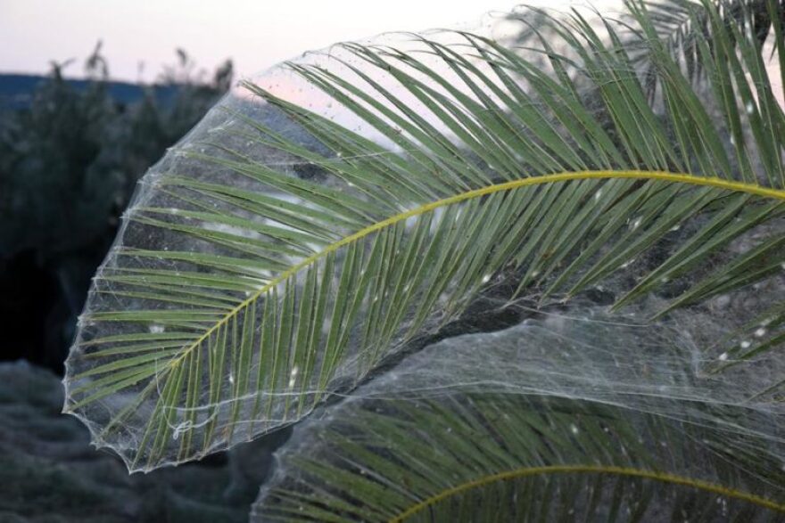 Αιτωλικό: Και τα σπίτια πιάστηκαν στον ιστό της αράχνης 