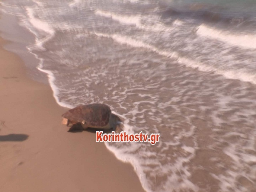 Βίντεο: Καρέτα-καρέτα νεκρή στην παραλία του Άσσου Κορινθίας 