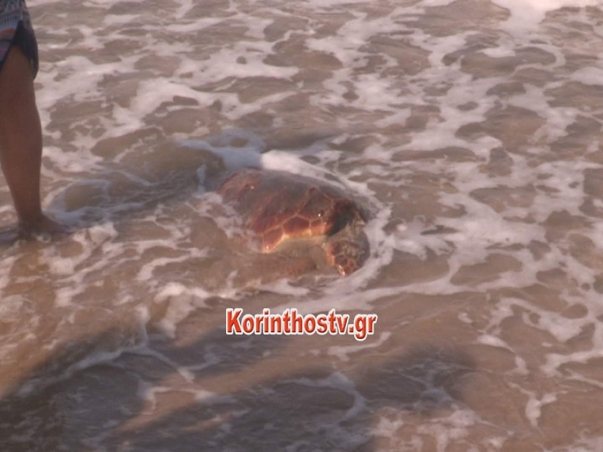 Βίντεο: Καρέτα-καρέτα νεκρή στην παραλία του Άσσου Κορινθίας 
