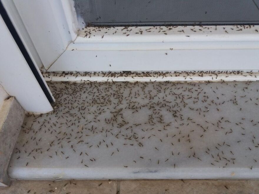 Αιτωλικό: Και τα σπίτια πιάστηκαν στον ιστό της αράχνης 