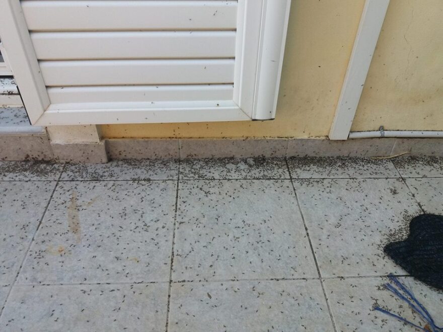 Αιτωλικό: Και τα σπίτια πιάστηκαν στον ιστό της αράχνης 