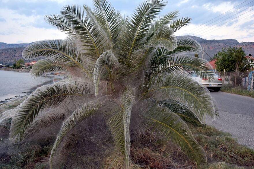 Αιτωλικό: Και τα σπίτια πιάστηκαν στον ιστό της αράχνης 