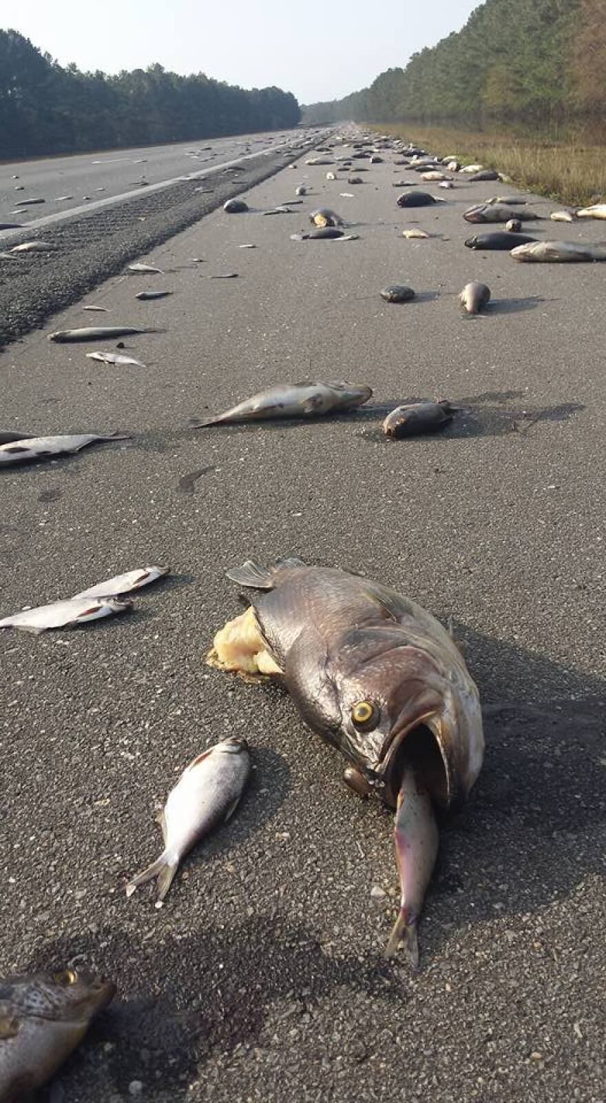 Τυφώνας Florence: Γέμισαν... ψάρια οι δρόμοι της Καρολίνας!