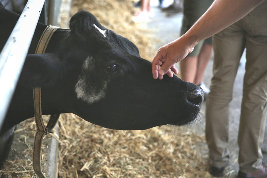 Ίδρυση Ινστιτούτου Ελληνικού Γάλακτος
