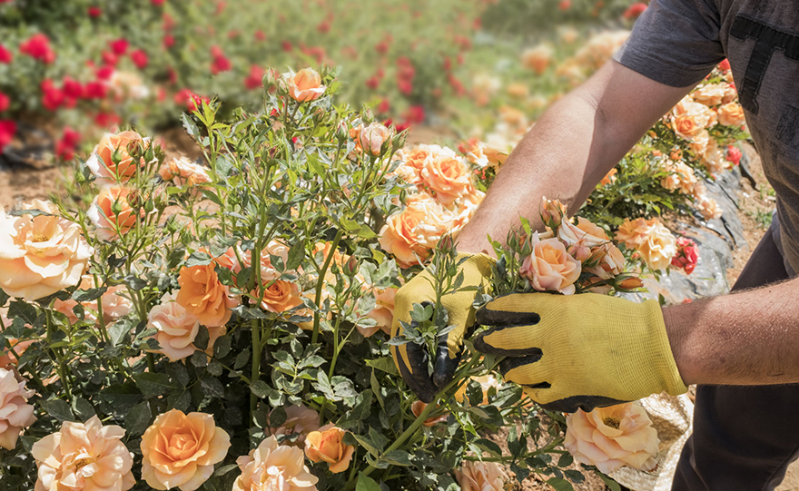 Η δύναμη μιας ανθοδέσμης