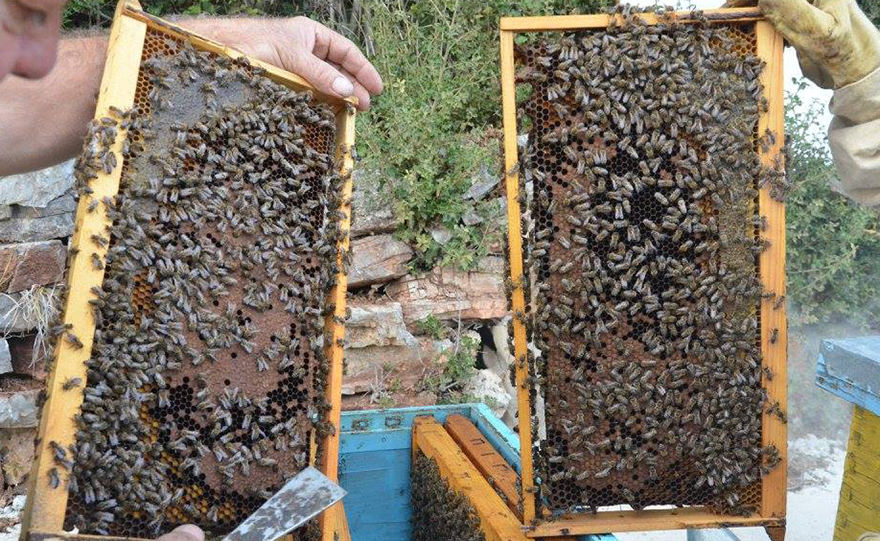 Το μέλι με ταυτότητα Ναϊάδας Νύμφης