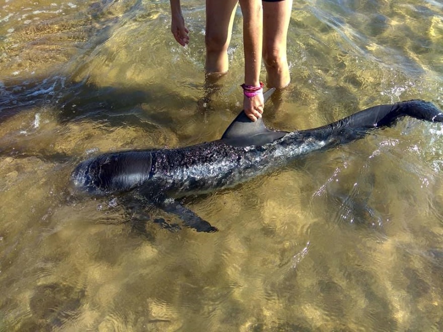 Βίντεο: Κινητοποίηση στον Πύργο για την σωτηρία δελφινιού 