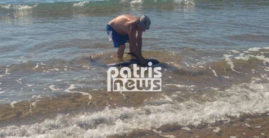 Βίντεο: Κινητοποίηση στον Πύργο για την σωτηρία δελφινιού 