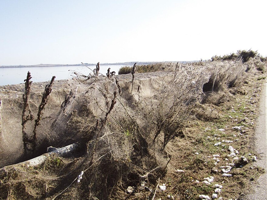 Απίστευτες φωτογραφίες: Τεράστιο «πέπλο» από ιστούς αράχνης «κατάπιε» 1000 μέτρα βλάστησης στη Βιστωνίδα