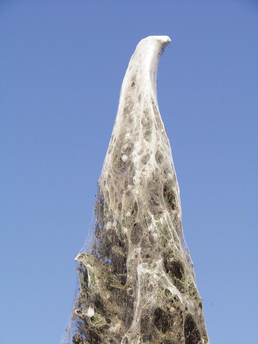 Απίστευτες φωτογραφίες: Τεράστιο «πέπλο» από ιστούς αράχνης «κατάπιε» 1000 μέτρα βλάστησης στη Βιστωνίδα