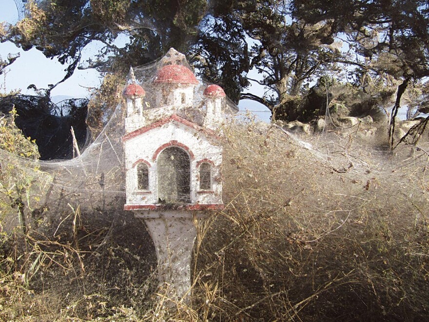 Απίστευτες φωτογραφίες: Τεράστιο «πέπλο» από ιστούς αράχνης «κατάπιε» 1000 μέτρα βλάστησης στη Βιστωνίδα