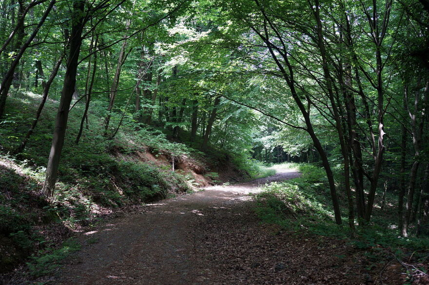 Υπόθεση Κασόγκι: Τον έλιωσαν με οξύ και τον έθαψαν στο δάσος;