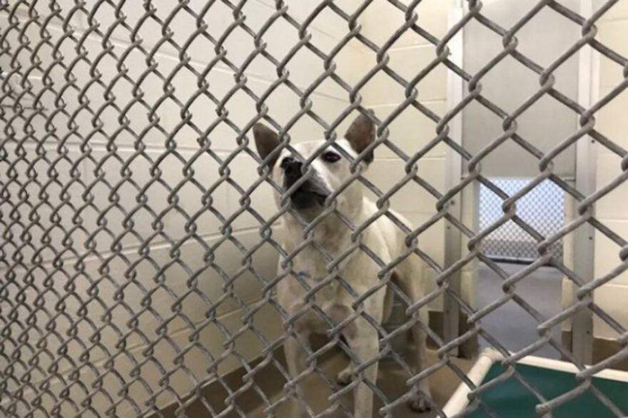 Διεστραμμένο ζευγάρι βίαζε τον σκύλο του σε αυτοσχέδιο «δωμάτιο οργίων» και μαγνητοσκοπούσε την κακοποίηση