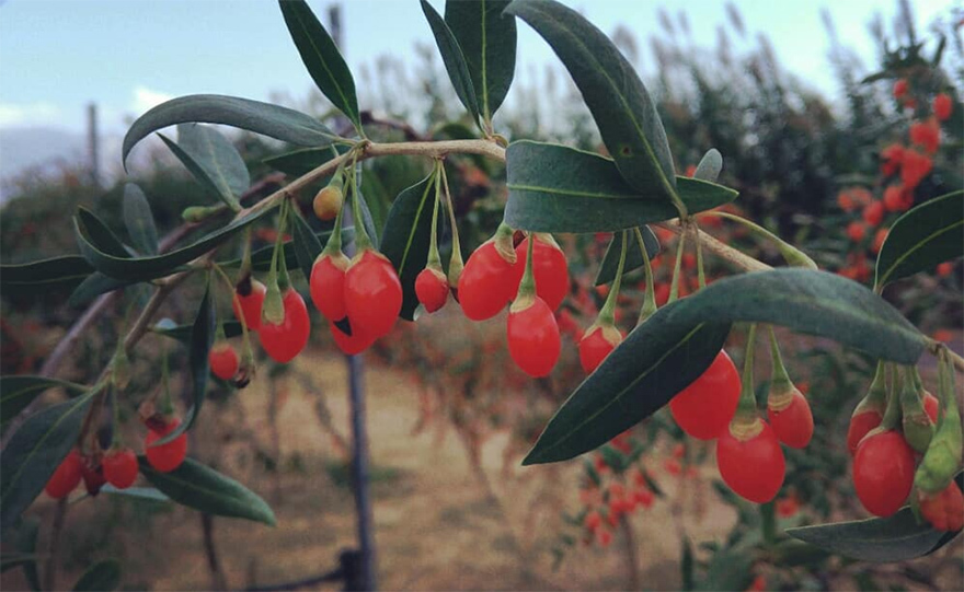 Γκότζι μπέρι από το Ζευγολατιό