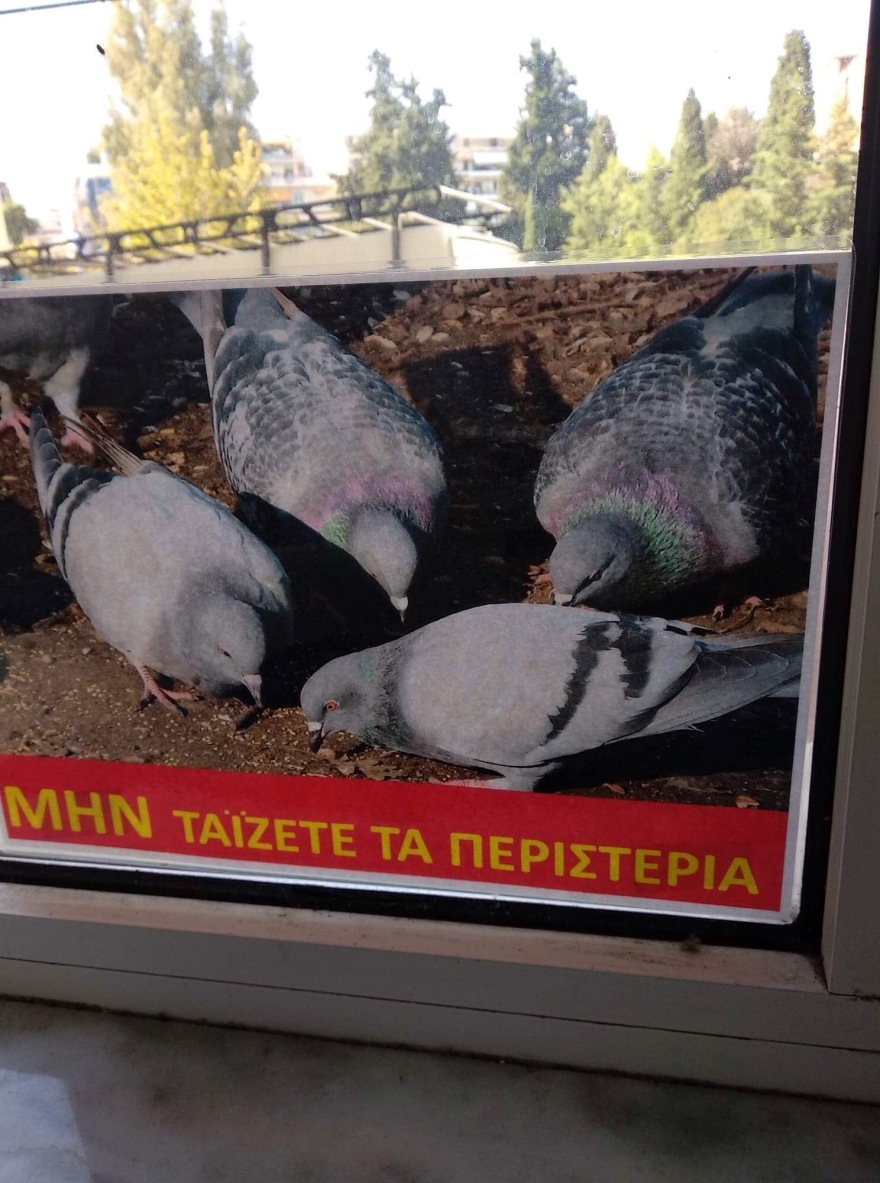 Ποντίκια στο νοσοκομείο Μυτιλήνης και περιστέρια στον Ερυθρό Σταυρό καταγγέλλει η ΠΟΕΔΗΝ