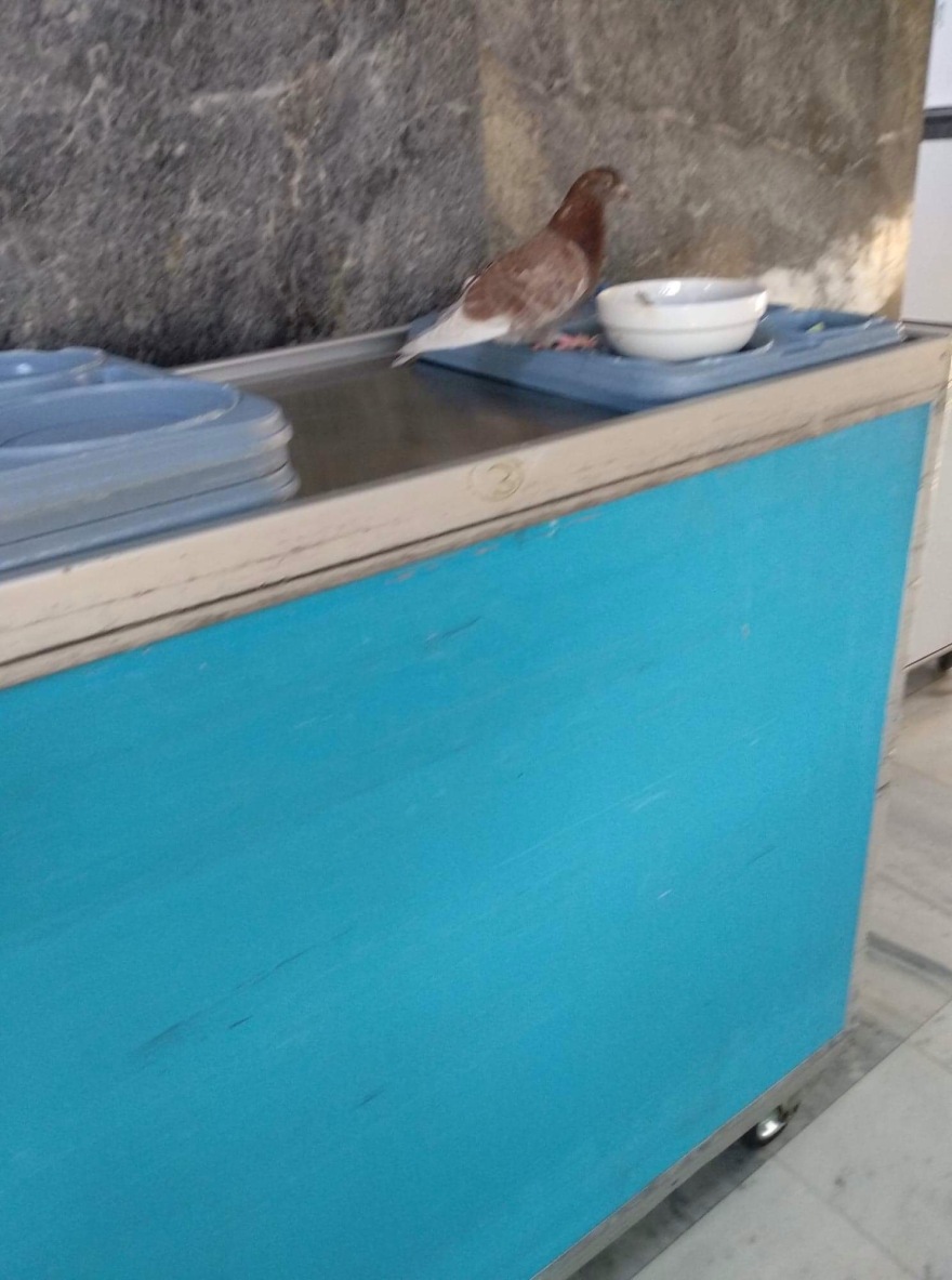 Ποντίκια στο νοσοκομείο Μυτιλήνης και περιστέρια στον Ερυθρό Σταυρό καταγγέλλει η ΠΟΕΔΗΝ