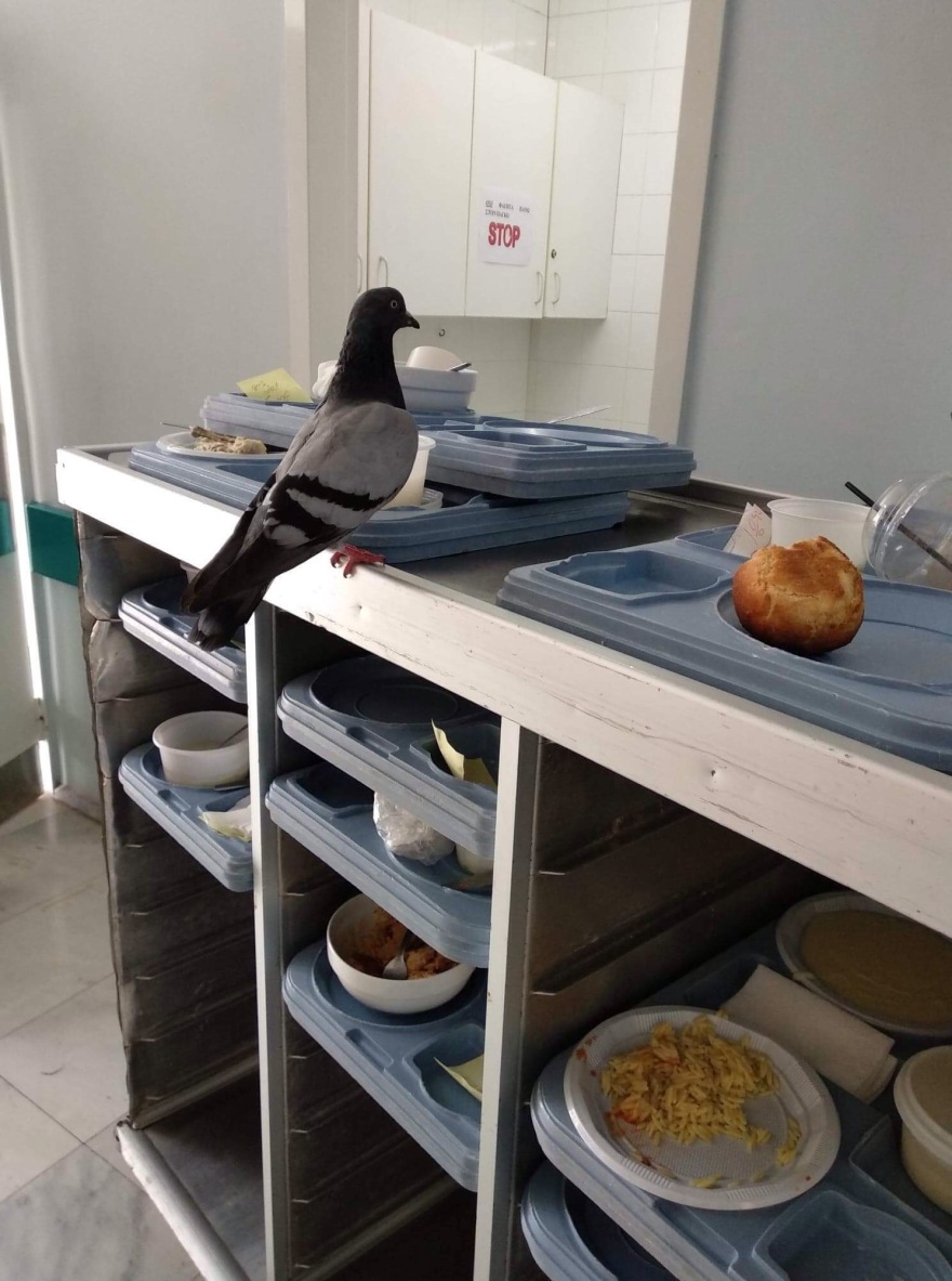 Ποντίκια στο νοσοκομείο Μυτιλήνης και περιστέρια στον Ερυθρό Σταυρό καταγγέλλει η ΠΟΕΔΗΝ