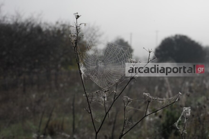 Φωτογραφίες: «Αραχνοφοβία»... και στην Τρίπολη - Ιστοί «σκέπασαν» τη Μαντίνεια!