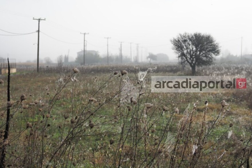 Φωτογραφίες: «Αραχνοφοβία»... και στην Τρίπολη - Ιστοί «σκέπασαν» τη Μαντίνεια!
