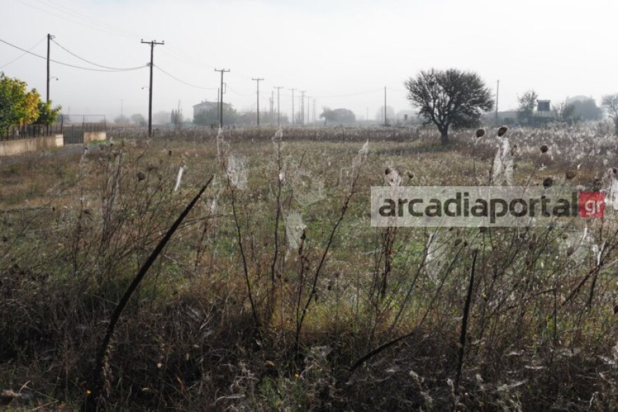 Φωτογραφίες: «Αραχνοφοβία»... και στην Τρίπολη - Ιστοί «σκέπασαν» τη Μαντίνεια!