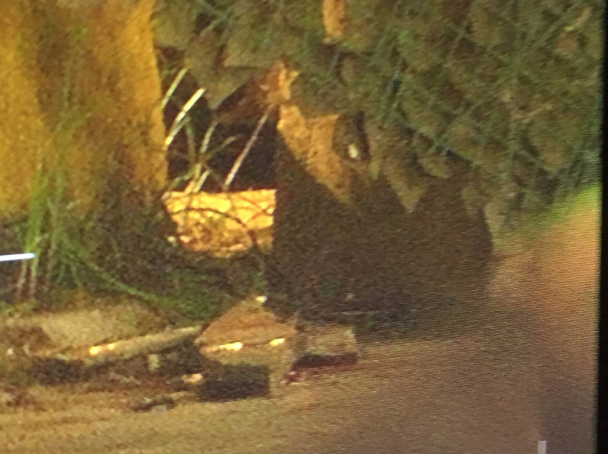 Μαφιόζικη επίθεση στο λιμάνι του Πειραιά: Γάζωσαν άντρα στην Ακτή Κονδύλη