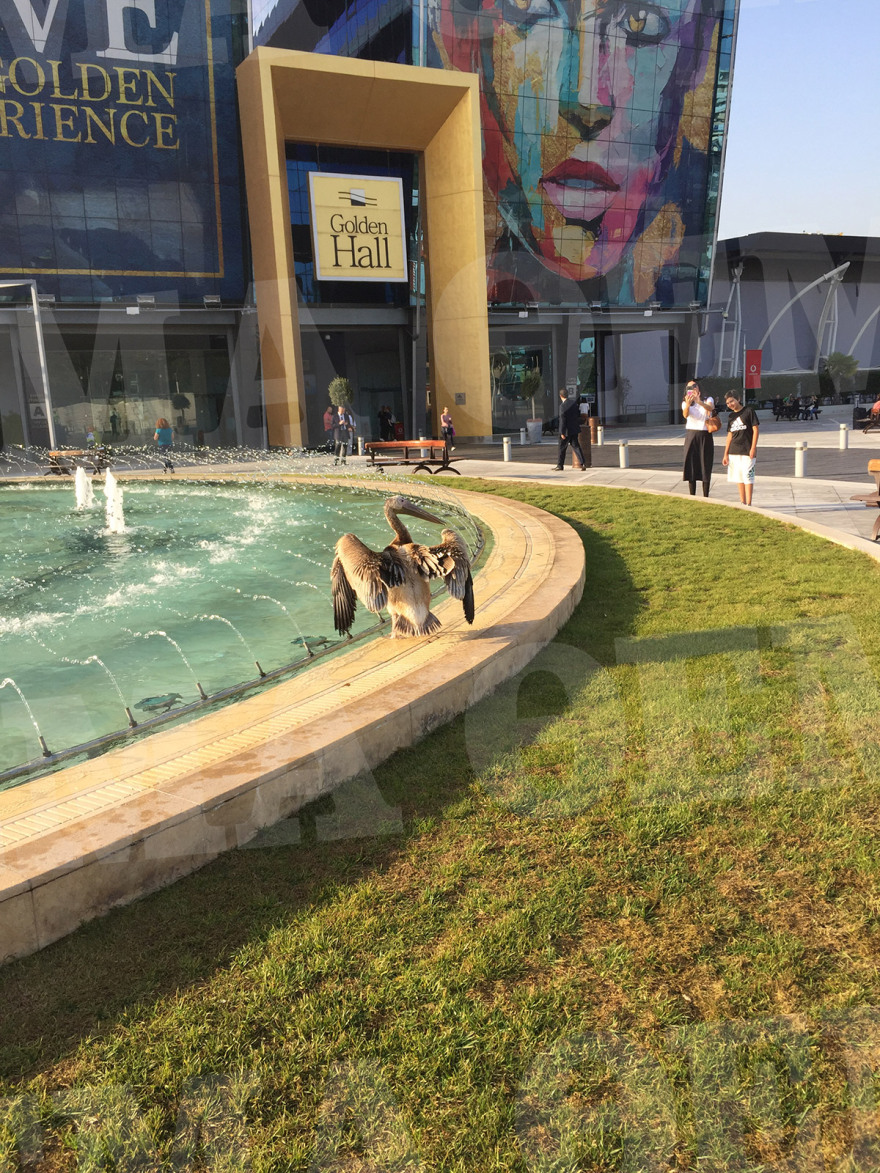 Φωτογραφίες: Πελεκάνος στο εμπορικό κέντρο Golden Hall