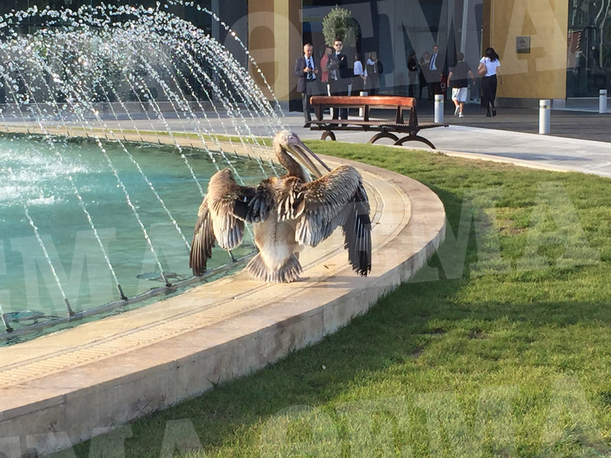 Φωτογραφίες: Πελεκάνος στο εμπορικό κέντρο Golden Hall