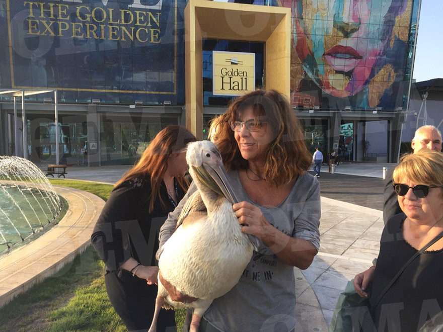 Φωτογραφίες: Πελεκάνος στο εμπορικό κέντρο Golden Hall