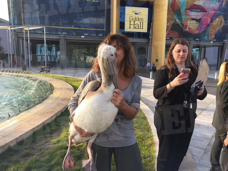 Φωτογραφίες: Πελεκάνος στο εμπορικό κέντρο Golden Hall