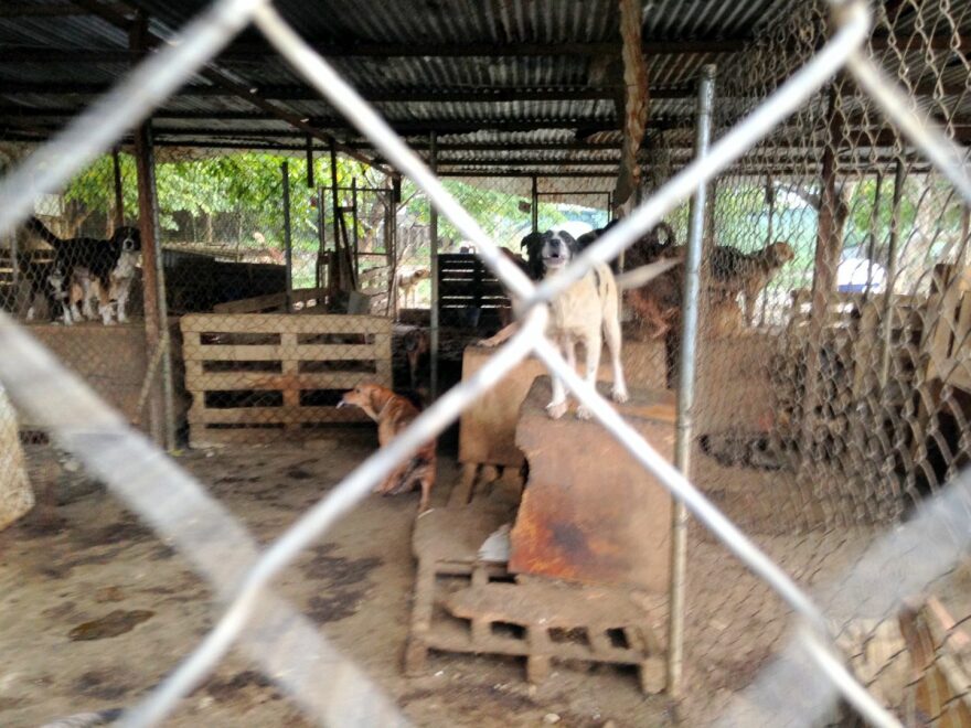 Συνελήφθη ο αντιδήμαρχος Σπάρτης για την κακή κατάσταση στο δημοτικό κυνοκομείο