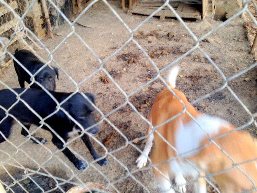 Συνελήφθη ο αντιδήμαρχος Σπάρτης για την κακή κατάσταση στο δημοτικό κυνοκομείο