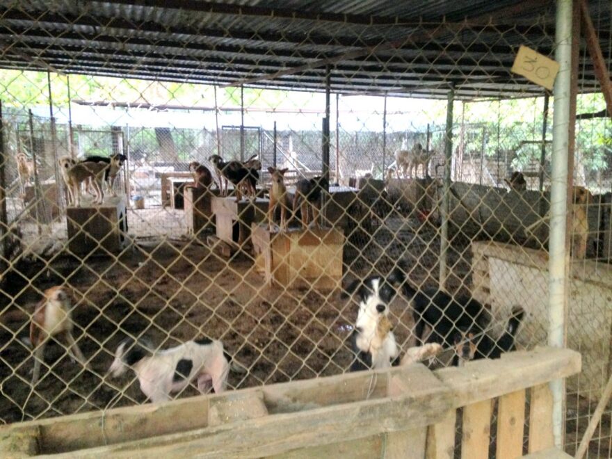 Συνελήφθη ο αντιδήμαρχος Σπάρτης για την κακή κατάσταση στο δημοτικό κυνοκομείο