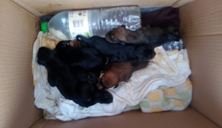 Λαμιώτισσα μητέρα έδωσε το γάλα της για να ταΐσει κουταβάκια που τα είχαν πετάξει στα σκουπίδια!