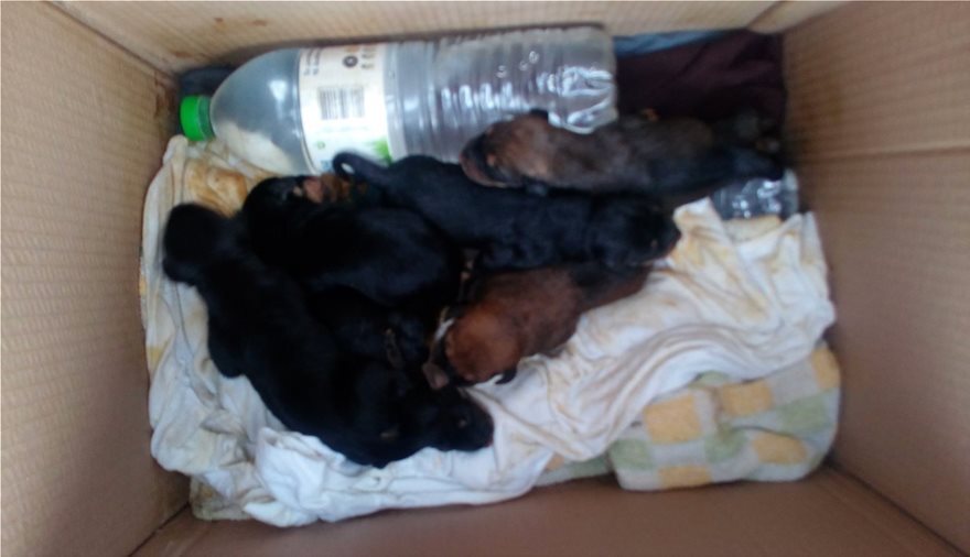 Η Λαμιώτισσα που τάισε παρατημένα κουτάβια με το γάλα της αποκαλύπτει: «Αν χρειαστεί θα το ξανακάνω»