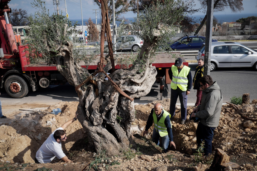 Μεταφύτευση ελαιοδέντρων στις πυρόπληκτες περιοχές της Αττικής