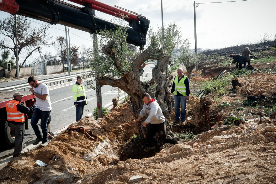 Μεταφύτευση ελαιοδέντρων στις πυρόπληκτες περιοχές της Αττικής