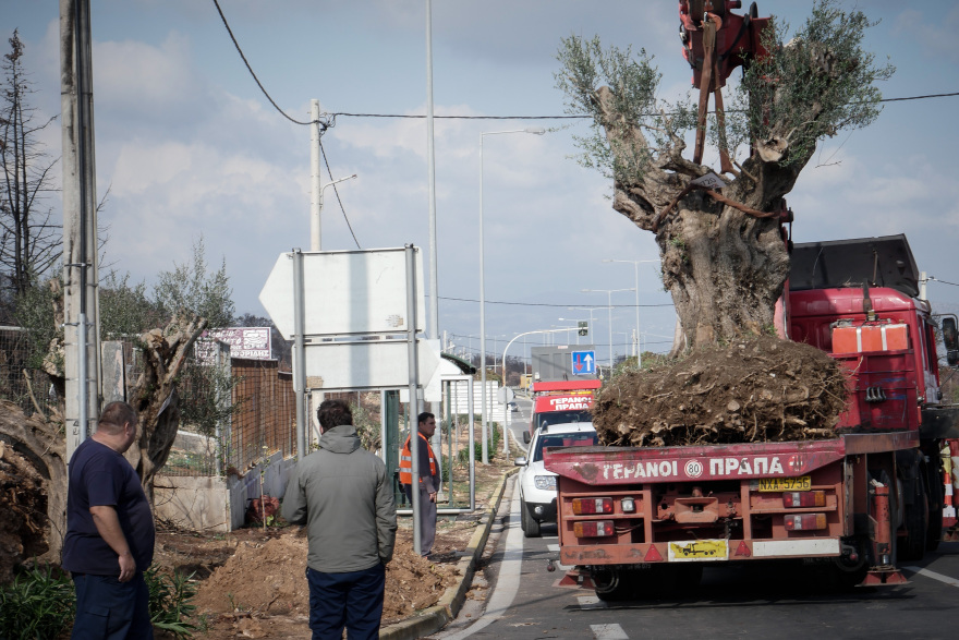 Μεταφύτευση ελαιοδέντρων στις πυρόπληκτες περιοχές της Αττικής