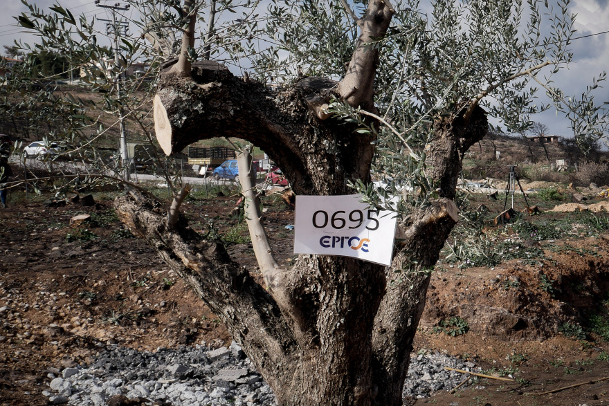 Μεταφύτευση ελαιοδέντρων στις πυρόπληκτες περιοχές της Αττικής