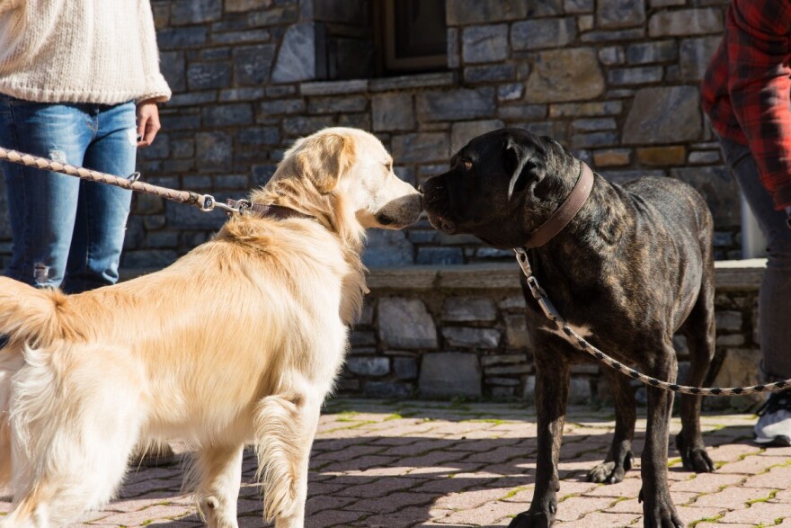 Dog Weekend στην καρδιά του Παρνασσού