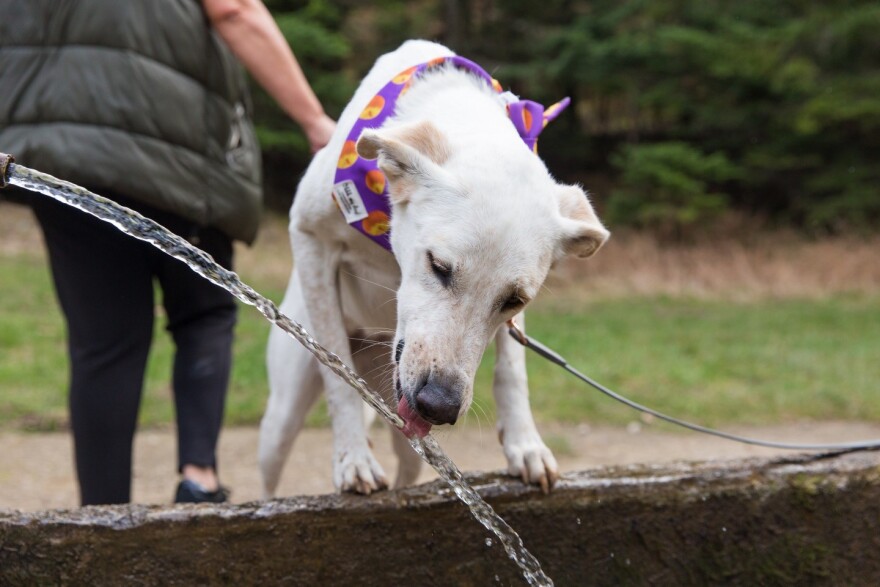 Dog Weekend στην καρδιά του Παρνασσού
