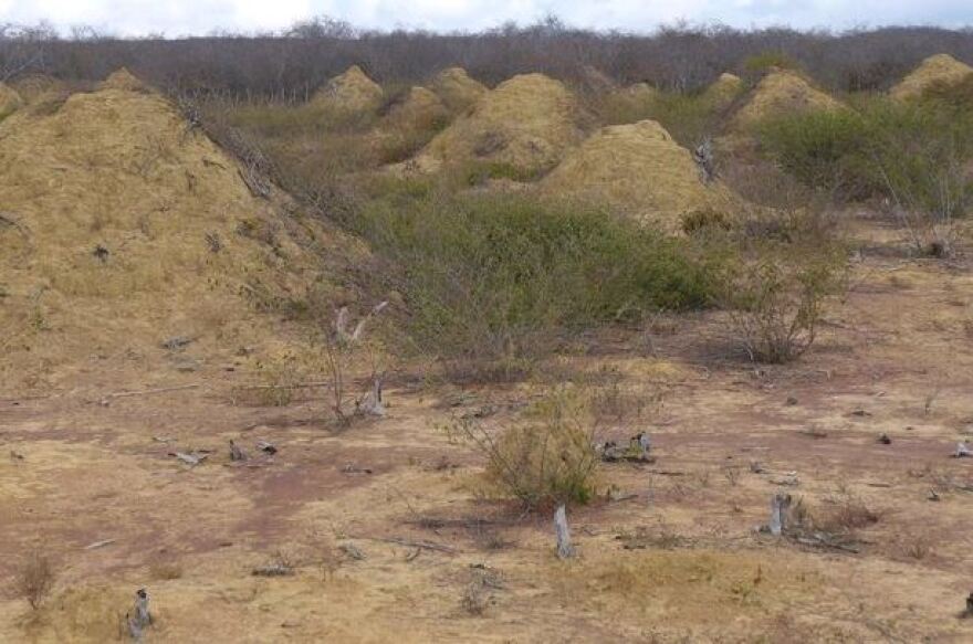 Βραζιλία: «Πυραμίδες» τερμιτών 4.000 ετών φαίνονται από το διάστημα