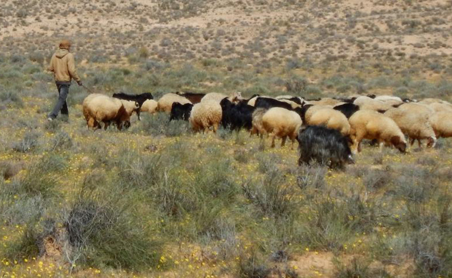 Το ταξίδι των σπόρων