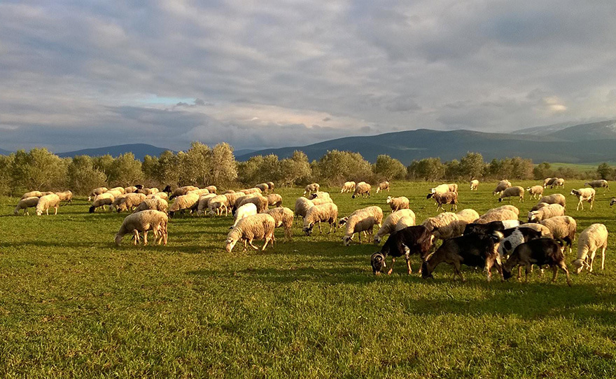 «Λευκός χρυσός» σε άλειμμα!