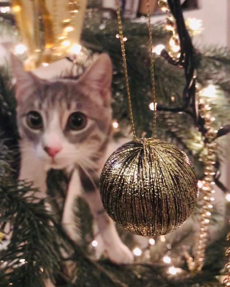 Λίνα Σακκά: Τι την εμποδίζει να στολίσει το χριστουγεννιάτικο δέντρο της;