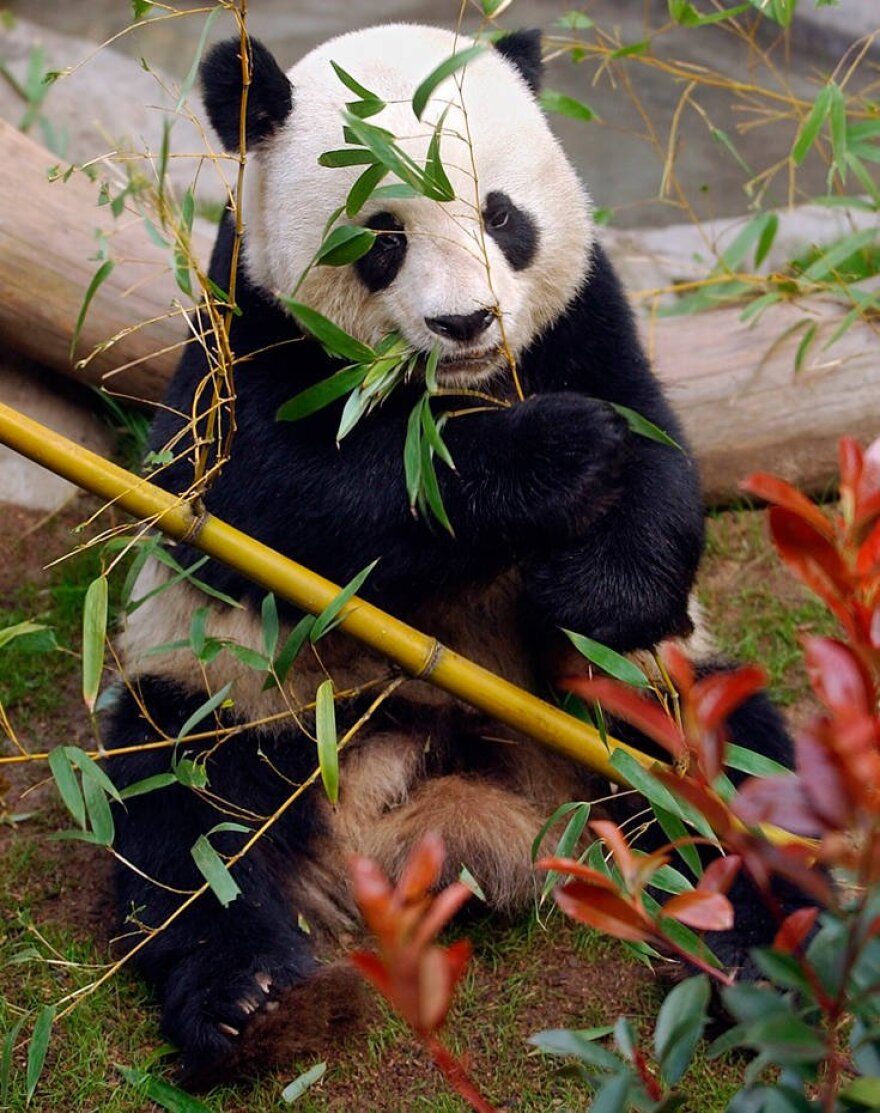 O Γκάο Γκάο, το 28χρονο γιγάντιο πάντα επέστρεψε στην Κίνα