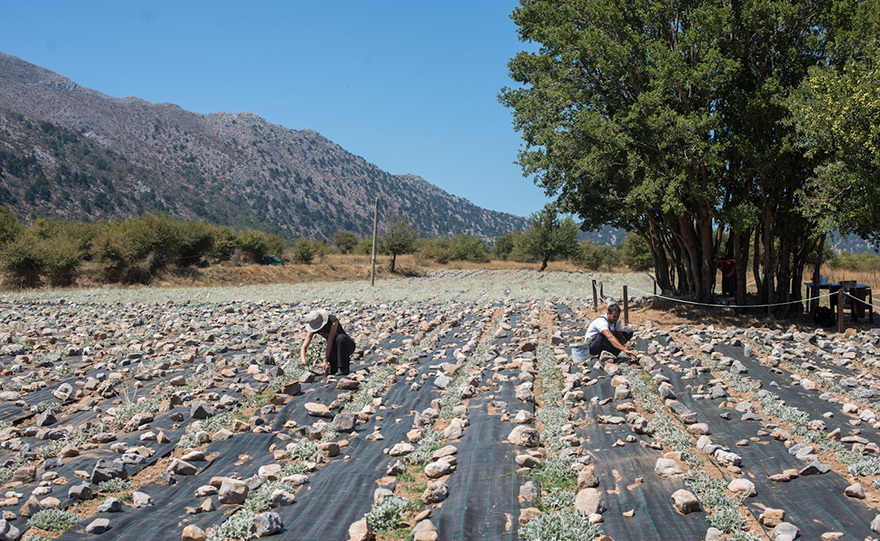 Καλλιέργεια Μαλοτήρας «με πτυχίο» !