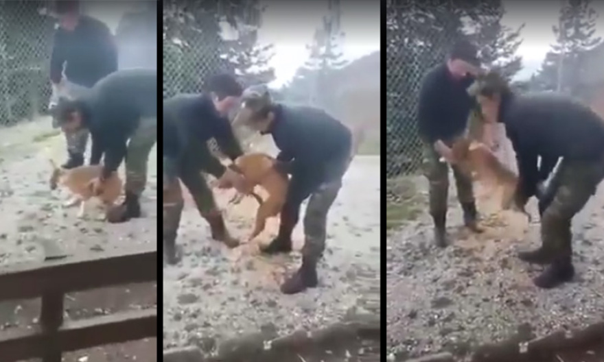 Καταδικάστηκαν οι νεαροί που είχαν κακοποιήσει σκύλο όταν ήταν φαντάροι